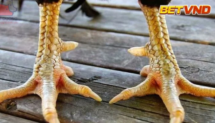 Giải Mã Bí Mật: 78 Vảy Gà Tốt Nên Chọi – Cẩm Nang Toàn Diện