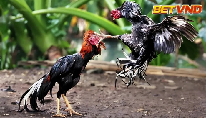 Bí kíp đá gà 12 con giáp