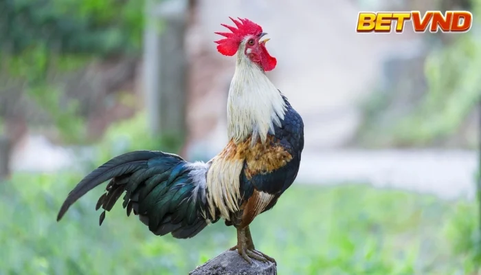 Cách Chọn Gà Chọi Hay: 5 Bí Quyết Cho Người Mới Bắt Đầu