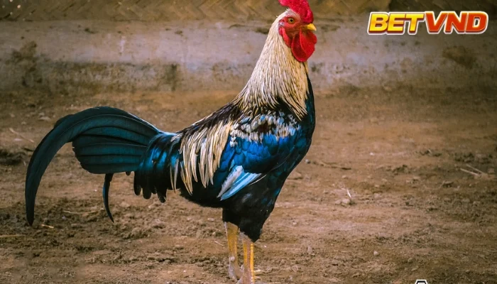 Chọn gà chọi hay