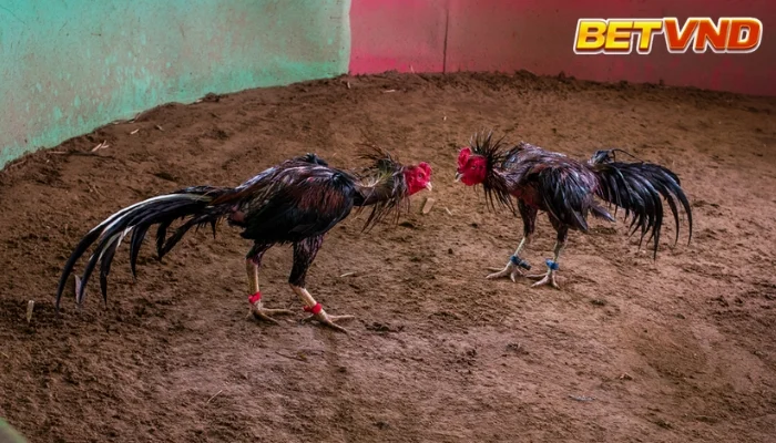 Đá Gà Là Gì: Khám Phá Thế Giới Đầy Sôi Động Của Trò Chơi Dân Gian