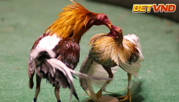 Đá Gà Mỹ: Tìm Hiểu Từ A Đến Z Giống Gà To Chắc Thịt Này