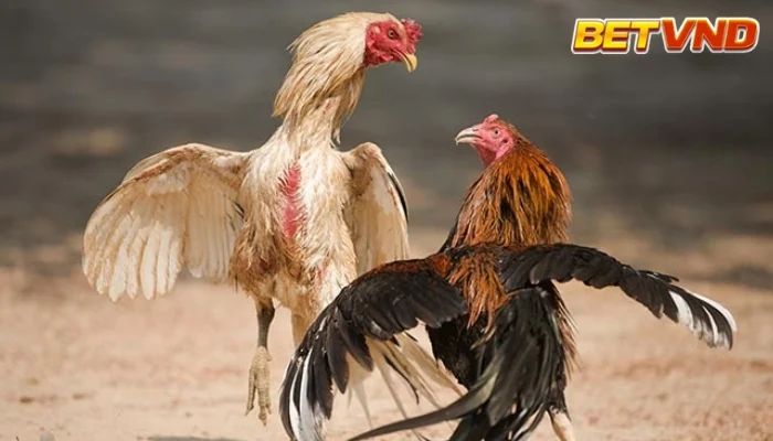 Đá Gà Tre Là Gì? Định Nghĩa, Đặc Điểm và Hướng Dẫn Chi Tiết