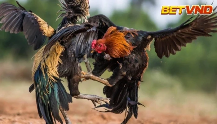 Lễ Hội Chọi Gà: Nét Văn Hóa Truyền Thống Đậm Đà Bản Sắc Việt