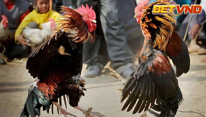 Bí Kíp Xem Ngày Đá Gà Theo 12 Con Giáp: Tuyệt Chiêu Chọn Ngày, Chọn Màu Mạng Gà Chiến Bách Thắng