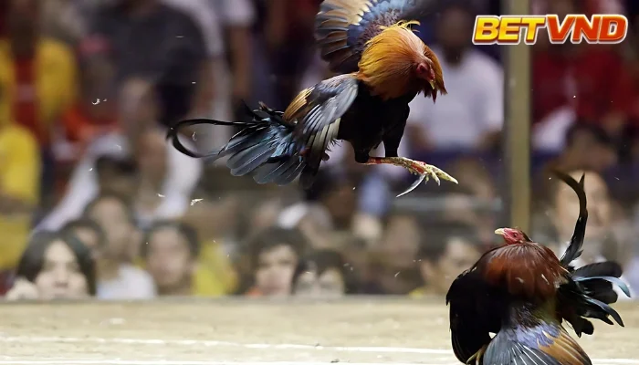 Những Trận Gà Chọi Hay Nhất: 5 Trận Đấu Gà Huyền Thoại Đỉnh Cao