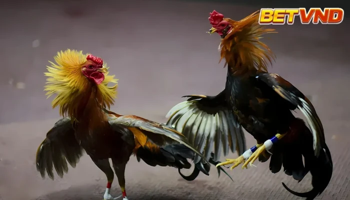 Top trận gà chọi hay nhất