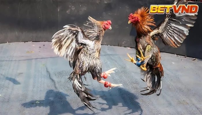 Trận đá gà 24 tỷ Việt Nam