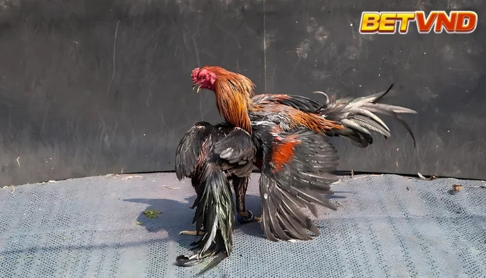 Bí Mật và Sự Thật Về Trận Đá Gà 24 Tỷ – Thông Tin Cần Làm Rõ