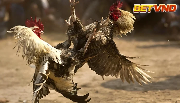 Trận gà chọi hay nhất