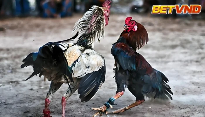 Đá Gà Cựa Dao: Định Nghĩa, Đặc Điểm và Những Điều Cần Biết