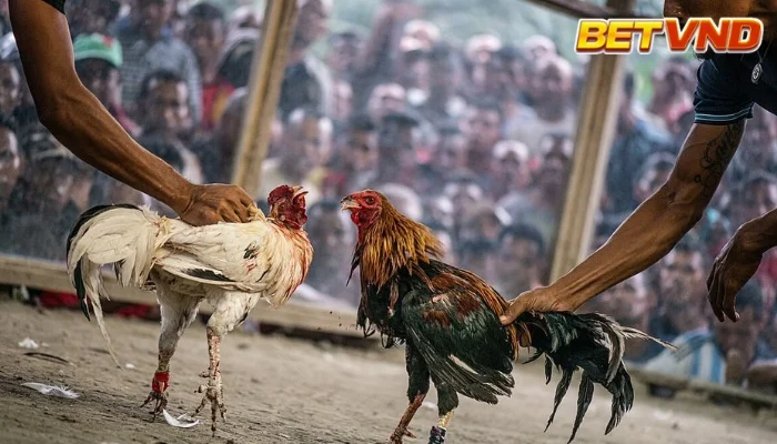 Thuốc đá gà gian lận