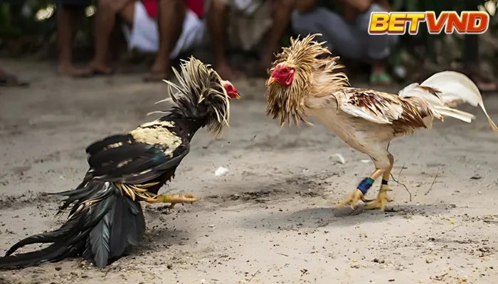 Thuốc độc trong đá gà