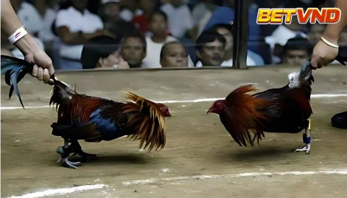 Cược đá gà cựa sắt