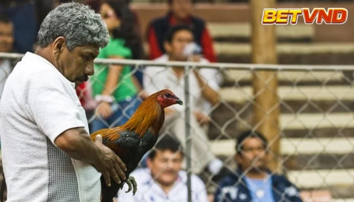 Đá Gà Peru: Khám Phá Thế Giới Gà Chọi Peru Đỉnh Cao 2025