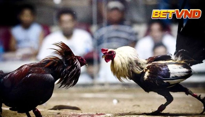 Đá gà cựa sắt 2025
