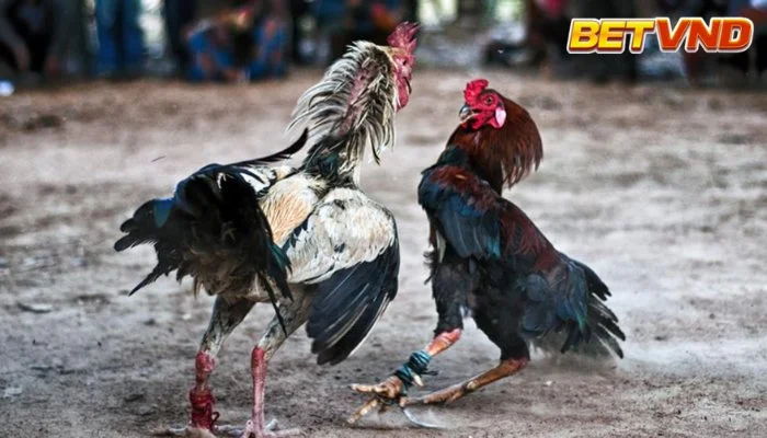 Đá Gà Cựa Tròn: Tìm Hiểu Chi Tiết và Lựa Chọn Cược Gà Cựa Tròn