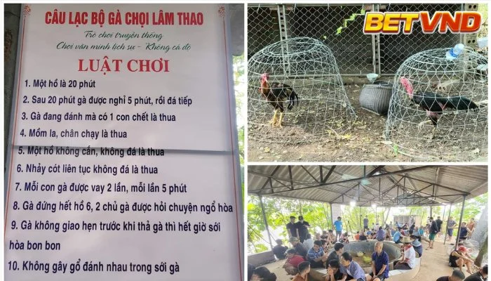 Luật Đá Gà: Hiểu Rõ Các Luật Đá Gà Ở Các Nước Khác Nhau 2025