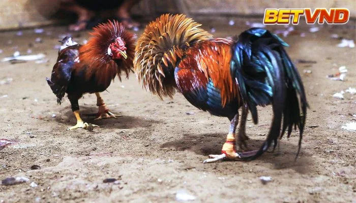 Thuật ngữ đá gà 2025