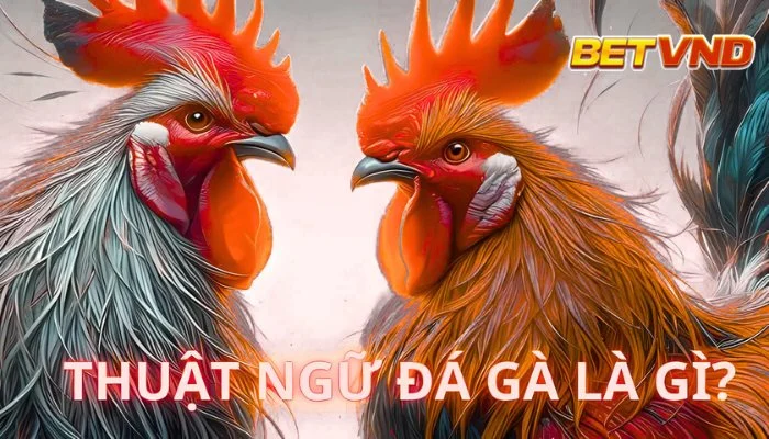 Thuật Ngữ Đá Gà 2025 – Hiểu Rõ Để Chiến Thắng Trong Mọi Cuộc Chơi